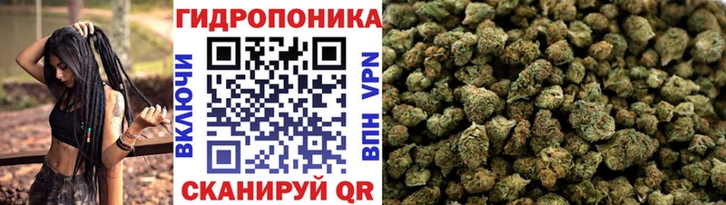 Каннабис OG Kush  Кириши 